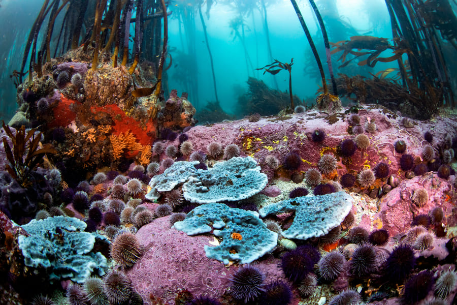 海洋生態系の保護 IMAGE
